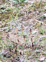 Equisetum arvense