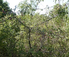 Prunus mexicana