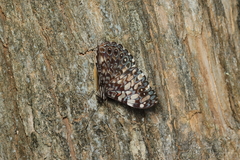 Hamadryas fornax
