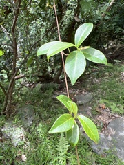 Urceola rosea