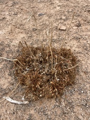 Arctomecon californica