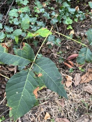 Toxicodendron radicans
