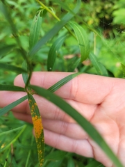 Coleosporium solidaginis