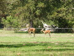 Odocoileus virginianus