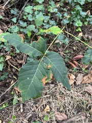 Toxicodendron radicans