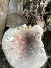 Russula compacta