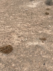 Arctomecon californica