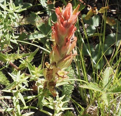 Castilleja rhexiifolia