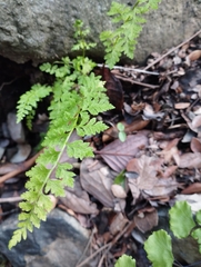 Cystopteris fragilis apiiformis