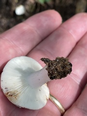 Russula compacta