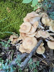 Desarmillaria
