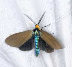 Ctenucha virginica