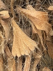 Arctomecon californica