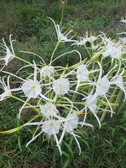 Hymenocallis