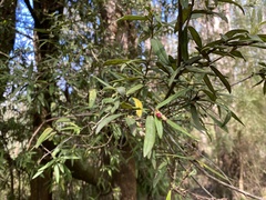 Pittosporum bicolor