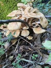 Desarmillaria