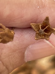 Arctomecon californica