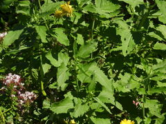 Verbesina encelioides