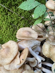 Desarmillaria