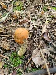 Leccinum aurantiacum