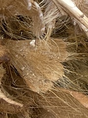 Arctomecon californica