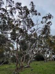 Eucalyptus fasciculosa