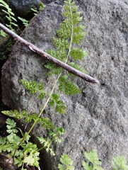 Cystopteris fragilis apiiformis