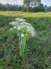 Hymenocallis