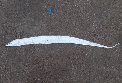 Largehead Hairtail
