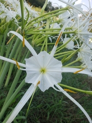 Hymenocallis