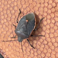 Chlorochroa