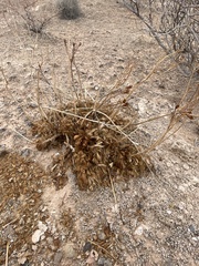 Arctomecon californica