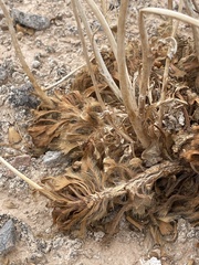 Arctomecon californica