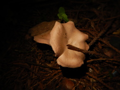 Rhodocybe