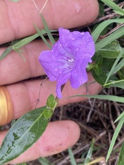 Ruellia humilis