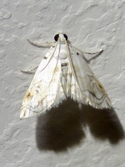 Neurophyseta