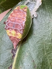 Prolimacodes badia