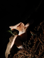 Rhodocybe