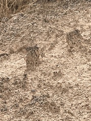 Arctomecon californica