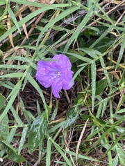 Ruellia humilis
