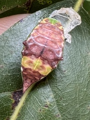 Prolimacodes badia