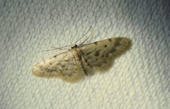 Idaea bonifata