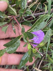 Ruellia humilis