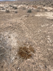 Arctomecon californica