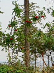 Sorbus sitchensis
