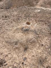 Arctomecon californica