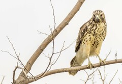 Buteo lineatus