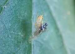 Araniella