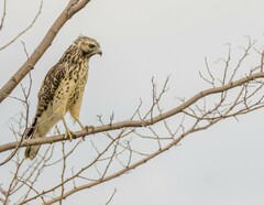 Buteo lineatus