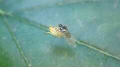 Araniella